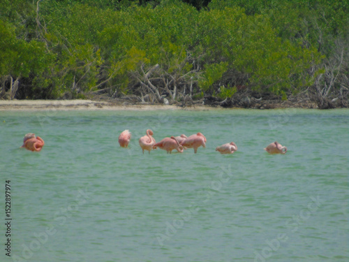 Flamencos