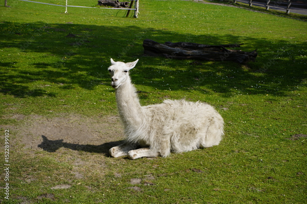 Obraz premium The llama (Lama glama) is a species of camel. It is widespread in the South American Andes and is a domesticated animal descended from the guanaco. Unna, North Rhine-Westphalia, Germany.