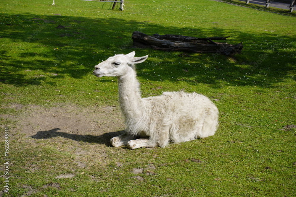 Fototapeta premium The llama (Lama glama) is a species of camel. It is widespread in the South American Andes and is a domesticated animal descended from the guanaco. Unna, North Rhine-Westphalia, Germany.