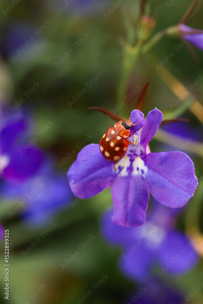Fototapeta premium An unusual orange ladybug with white dots on a lobelia flower in the rays of sunlight at sunset. Saturated colors