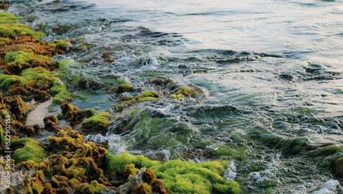 gentle waves rolling over green algae covering coastal rocks of Aruba off the Caribbean Sea nature landscape. seaweed is a type of algae. larger macroalgae, multicellular and visible.