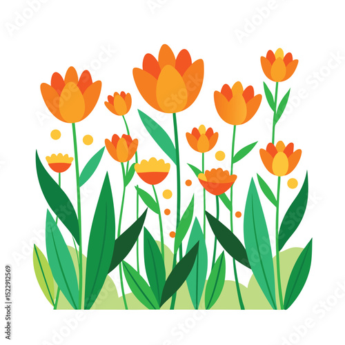 Vibrant orange tulip flowers and green leaves on white background