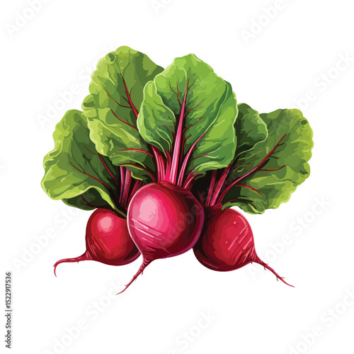 High-Quality Image of Fresh, Raw, Ripe Whole Organic Beet Vegetable