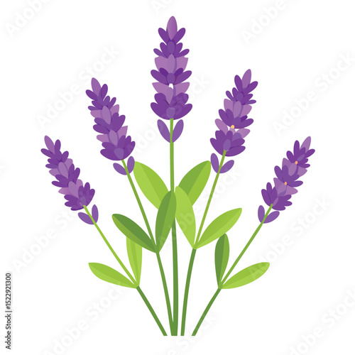 Lavender Bunch Isolated on White Background