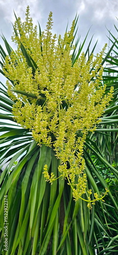 Dracaena loureiri Gagnep(Dracaena cocbinchinensis (Lour.) S.C. Chen) full bloom White or pale yellow. The long, dark green leaves contrast with blue sky. Small flowers in clusters with light fragrance photo