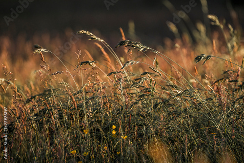 Fototapeta Naklejka Na Ścianę i Meble -  beautiful grass weeds pasture green nature