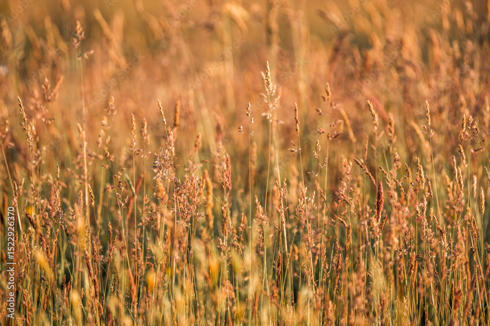 Obraz premium beautiful grass weeds pasture green nature