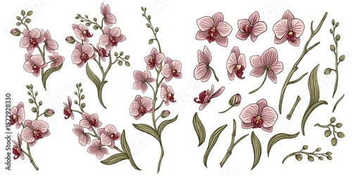 Elegant collection of botanical orchids. select individual objects. Wreath, flowers, branches, buds, floral arrangements, natural elements.