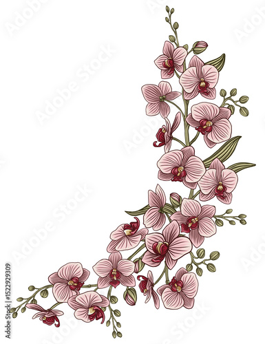 Collection of orchid bouquet and leaves. Spring is here. Vector vintage botanical illustration.
