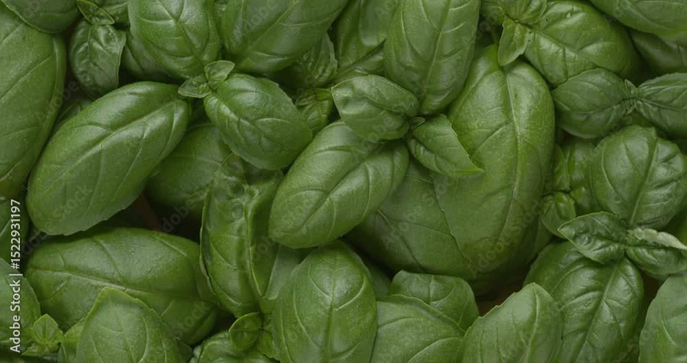 Fresh, homegrown basil leaves background texture. Flat lay, table spin.
