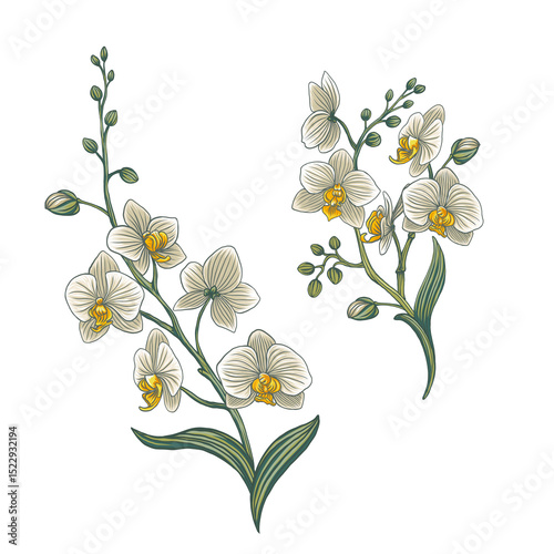 Elegant collection of botanical orchids. select individual objects. Wreath, flowers, branches, buds, floral arrangements, natural elements.