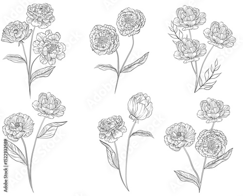 Elegant hand drawn peony flower clipart set in vintage line art style. Perfect for weddings, cards, logos, and floral design projects