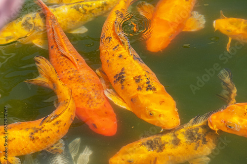 large multicolored fishes in pond photo