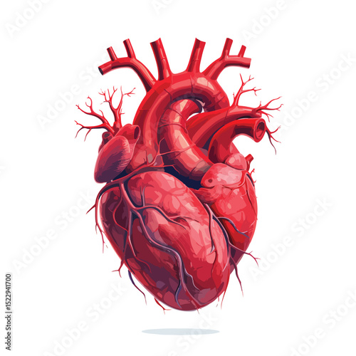 Detailed Human Heart Symbol Vector Illustration for Medical and Educational Purposes