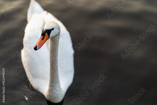 Fototapeta Naklejka Na Ścianę i Meble -  White Swan Close-Up
