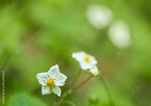 strawberry flowers on green background