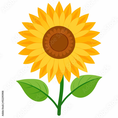 sunflower isolated on white
