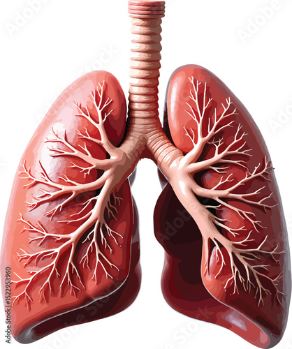 Detailed illustration of human lungs and bronchial tree