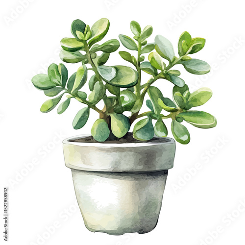 watercolor vector of A Jade Plant, high quality, isolated on a white background.