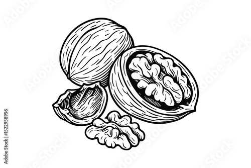 Detailed vector illustration of walnuts, whole and halved, on a clean white background.