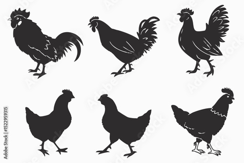 vector set of chicken