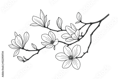 Detailed vector illustration of a magnolia branch with blooming flowers in line art style.