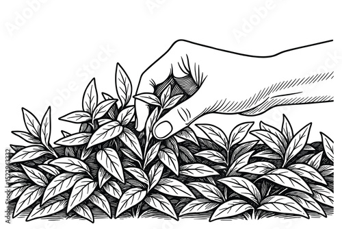 Detailed vector illustration of a hand picking tea leaves, harvesting a plant on white.
