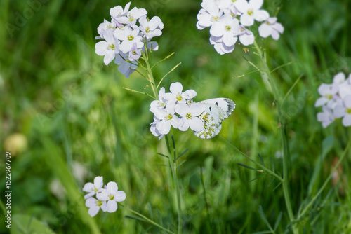 Female orange tip butterfly (Anthocharis cardamines) perched on a light pink flower in Zurich, Switzerland