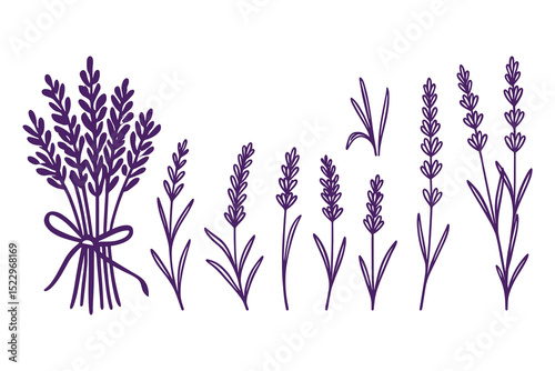 Detailed vector illustration of lavender flower for aromatherapy and natural product designs.