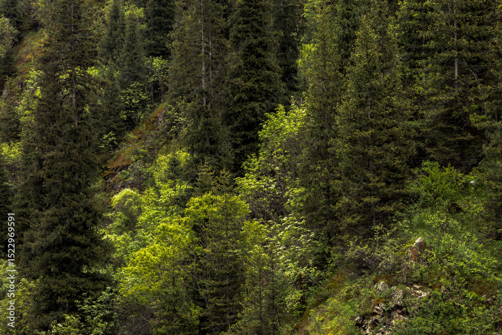 Obraz premium green moss on the tree