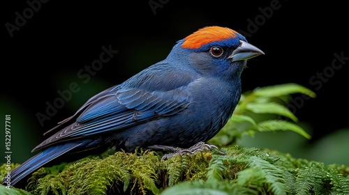 Vibrant Blue Bird Perched on Mossy Forest Floor