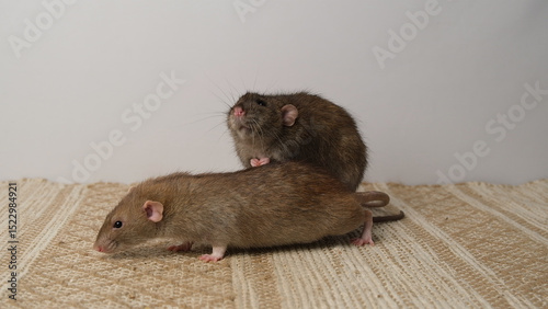 A group of grey rats on a village rug.