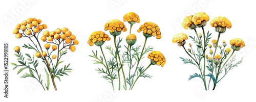 Watercolor set of yellow tansy. Wild yellow flowers in watercolor style png. concept of flower meadow, summer field, etc. Watercolor botany. Vector illustration.