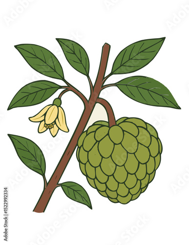 Illustration of a Annona squamosa fruit hanging on a branch with green leaves.