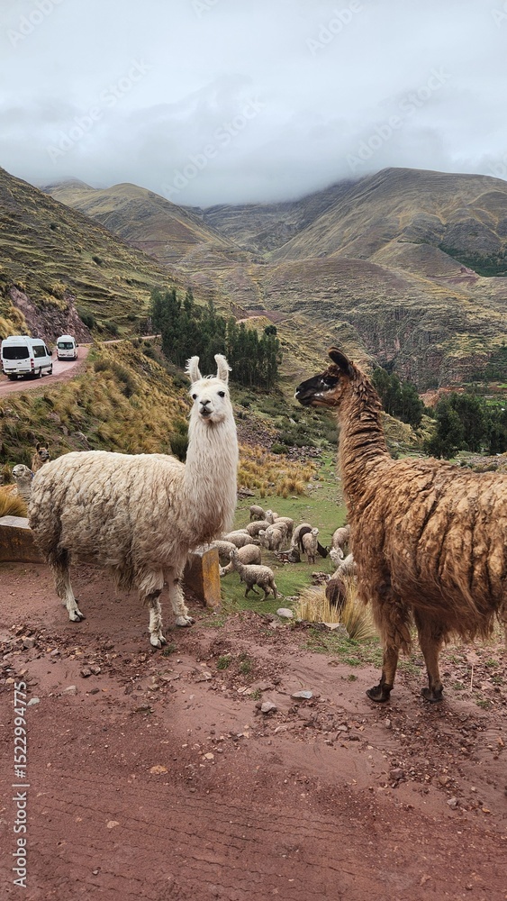 Fototapeta premium llama in the mountains