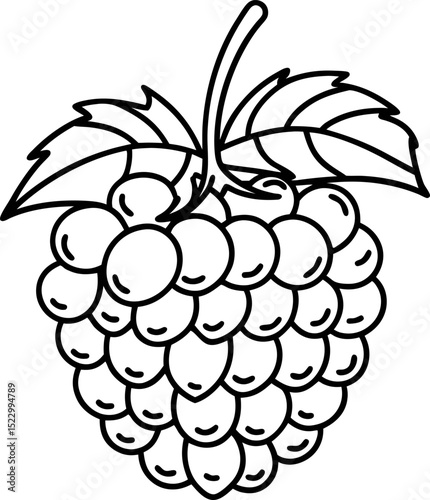 Blackberry line art detailed illustration of a cluster with leaves for coloring and design