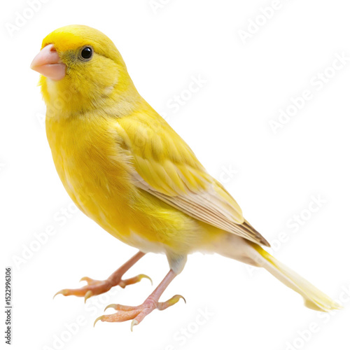 yellow bird on a white background