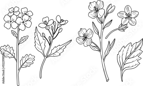 Hand drawn botanical illustration of rapeseed flowers and leaves in outline