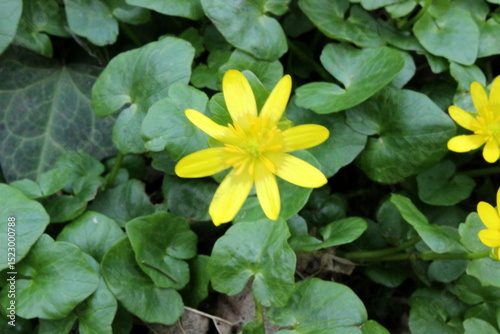 scharbockskraut, frühlings-scharbockskraut, feigwurz, ficaria verna