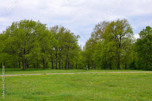 Fototapeta Naklejka Na Ścianę i Meble -  A natural park with lush green oak trees and grass under a cloudy sky