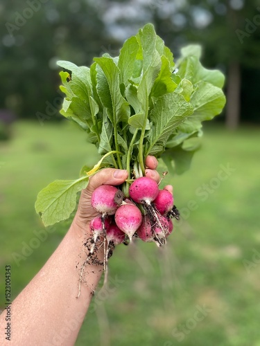 hand holding a bunch of radishes
