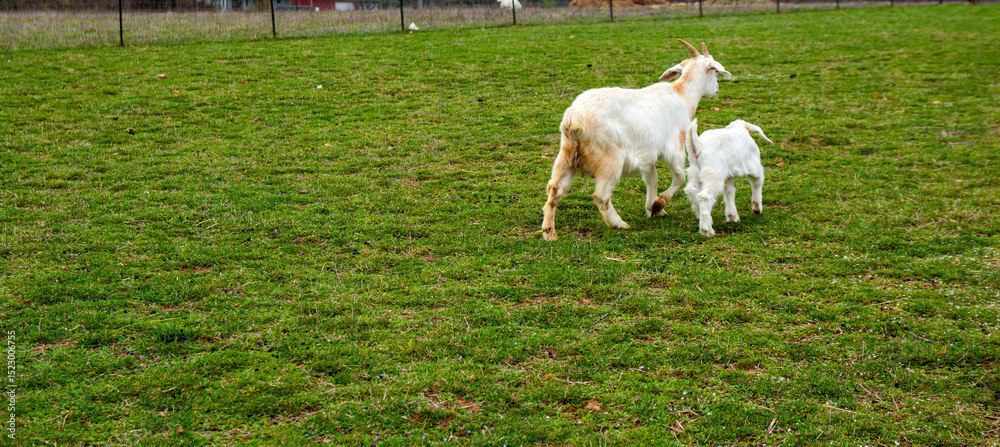 Obraz premium Boat momma and kid out for a stoll
