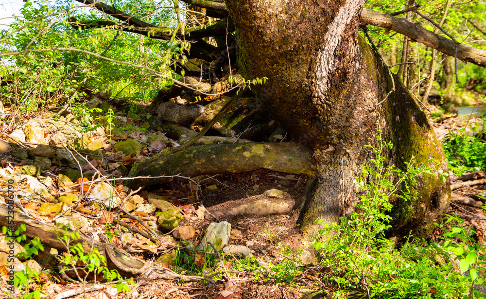 Fototapeta premium Groundhog blends in with surroundings
