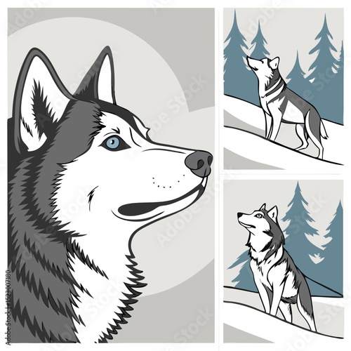 Collection set of Siberian Husky In different perspectives