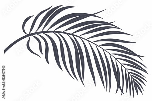 Realistic palm leaf shadow overlay effect isolated on white background, Natural shadow of tropical palm branch. Mockup of transparent shadow for product presentation, backdrop, Design elements, PNG