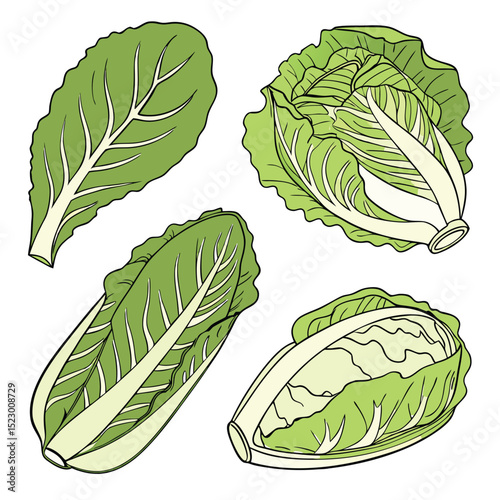 Collection of Lettuce In different perspectives