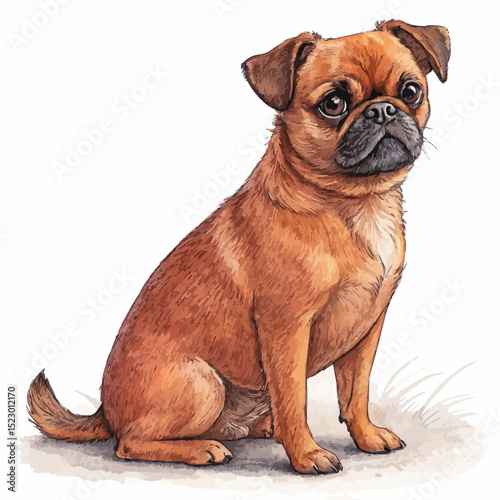 Petit Brabançon dog with a curious expression sitting against a white background with copy space.
