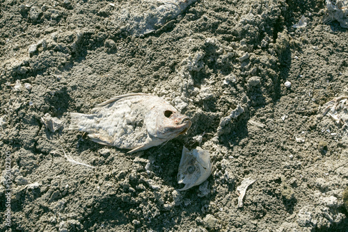 Salton Sea, California, USA. Desicated fish due to drought conditions and high saline levels  at Salton Sea photo
