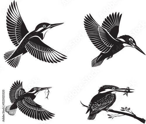 King fisher silhouette vector design with white background .
