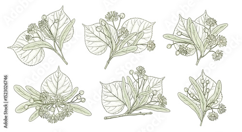 Six Linden Branch Illustrations with Flowers Buds and Leaves
